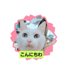しろねこわさびのスタンプです（個別スタンプ：2）
