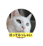 しろねこわさびのスタンプです（個別スタンプ：3）