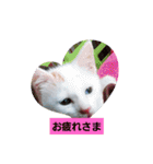 しろねこわさびのスタンプです（個別スタンプ：4）