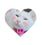 しろねこわさびのスタンプです（個別スタンプ：5）