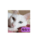 しろねこわさびのスタンプです（個別スタンプ：6）