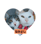 しろねこわさびのスタンプです（個別スタンプ：7）