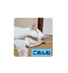 しろねこわさびのスタンプです（個別スタンプ：8）