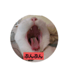 しろねこわさびのスタンプです（個別スタンプ：9）