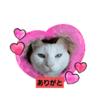 しろねこわさびのスタンプです（個別スタンプ：10）
