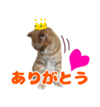 猫野家すたんぷ【日常・学芸会編】（個別スタンプ：2）