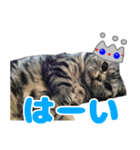 猫野家すたんぷ【日常・学芸会編】（個別スタンプ：6）