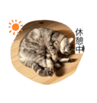 れいちゃんの日常で使えるスタンプ（個別スタンプ：11）