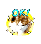 ねこねこにゃあーー（個別スタンプ：2）
