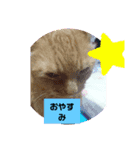 ねこねこにゃあーー（個別スタンプ：5）