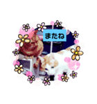 ねこねこにゃあーー（個別スタンプ：8）