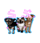 犬犬猫（個別スタンプ：1）