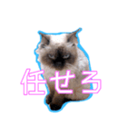 犬犬猫（個別スタンプ：2）