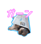 犬犬猫（個別スタンプ：3）