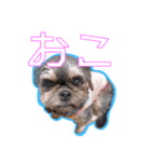 犬犬猫（個別スタンプ：4）