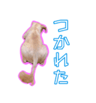 犬犬猫（個別スタンプ：5）