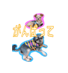犬犬猫（個別スタンプ：6）
