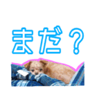 犬犬猫（個別スタンプ：7）