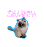 犬犬猫（個別スタンプ：9）