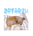 犬犬猫（個別スタンプ：10）