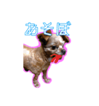 犬犬猫（個別スタンプ：11）