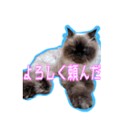 犬犬猫（個別スタンプ：12）