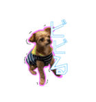犬犬猫（個別スタンプ：13）