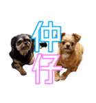 犬犬猫（個別スタンプ：14）