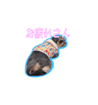 犬犬猫（個別スタンプ：15）