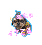 犬犬猫（個別スタンプ：16）