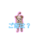 犬犬猫（個別スタンプ：17）