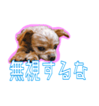 犬犬猫（個別スタンプ：18）