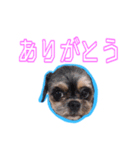 犬犬猫（個別スタンプ：22）
