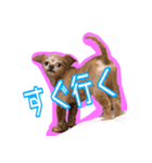 犬犬猫（個別スタンプ：23）