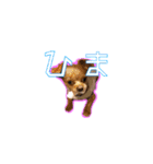犬犬猫（個別スタンプ：24）