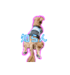 犬犬猫（個別スタンプ：26）