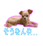 犬犬猫（個別スタンプ：27）
