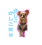 犬犬猫（個別スタンプ：28）