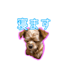 犬犬猫（個別スタンプ：29）