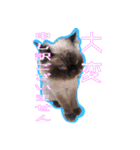 犬犬猫（個別スタンプ：30）