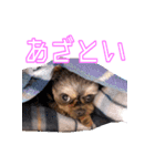 犬犬猫（個別スタンプ：31）