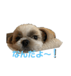 シーズーTENの日常（個別スタンプ：4）