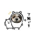 シーズーTENの日常（個別スタンプ：20）