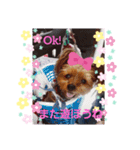ヨーキーあいちゃん（個別スタンプ：1）