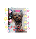 ヨーキーあいちゃん（個別スタンプ：3）