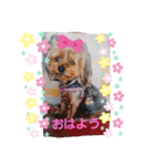 ヨーキーあいちゃん（個別スタンプ：6）