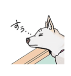 話を聞かないウチの犬（個別スタンプ：15）