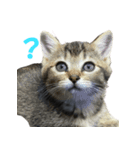 むぎとごま（個別スタンプ：1）