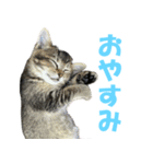 むぎとごま（個別スタンプ：3）