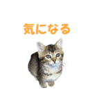 むぎとごま（個別スタンプ：4）